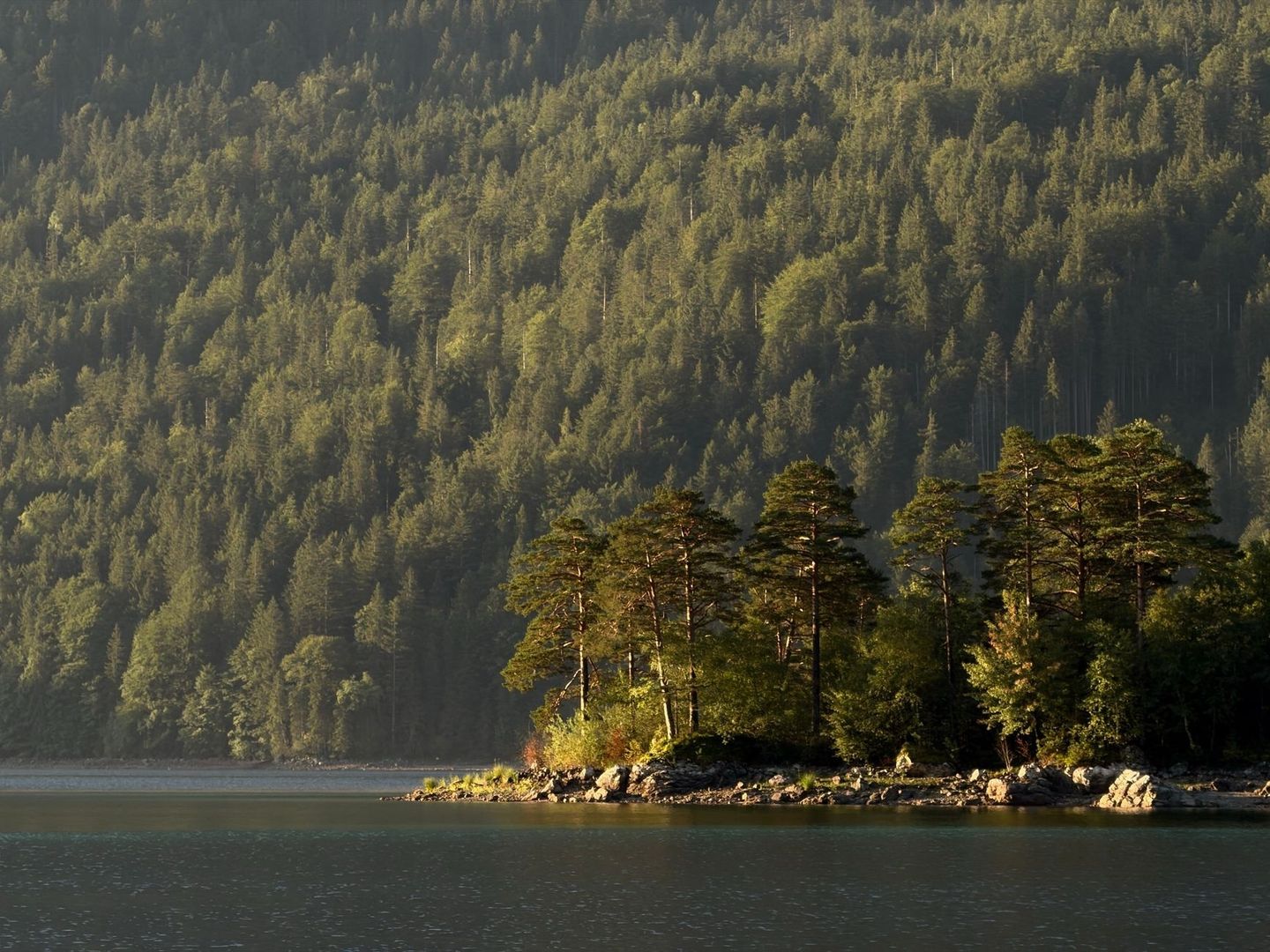Skogsklädd strand och lugnt vatten i varmt solljus